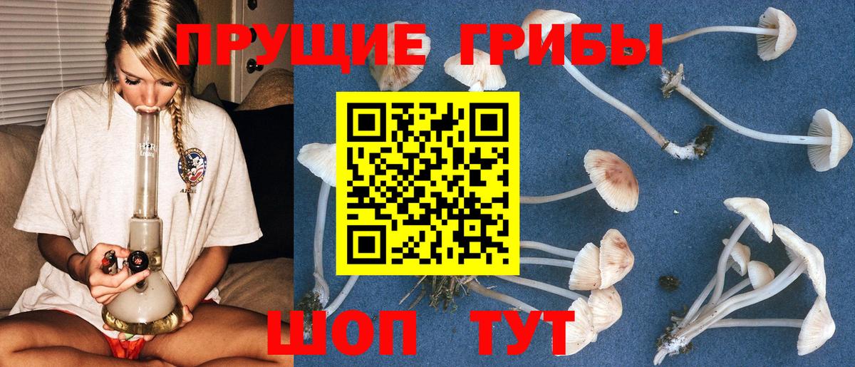 Псилоцибиновые грибы мицелий  Губкинский 